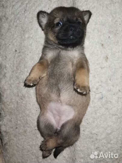 Щенки в добрые руки