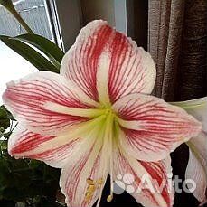 Гипиаструм