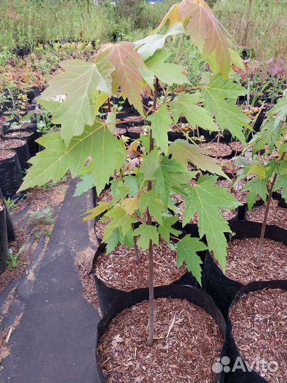 Клен канадский / сахарный