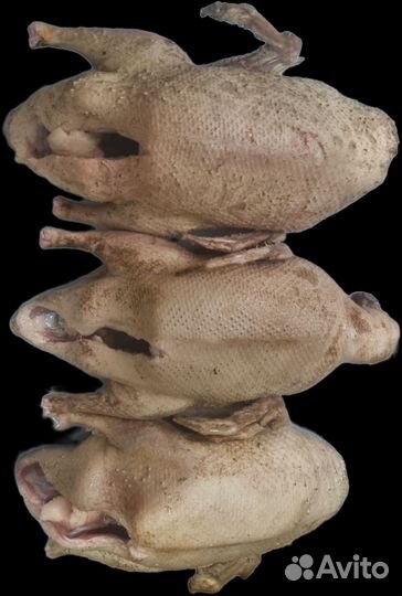 Утка-курица домашняя мясо