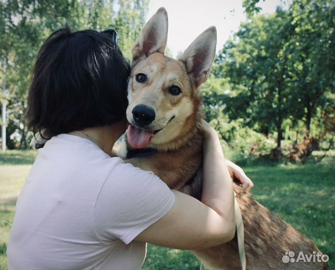 Собака в добрые руки