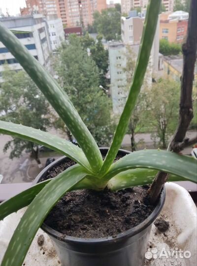 Цветок алоэ Вера