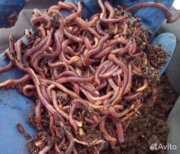 Вермиферма(калифорнийские черви)