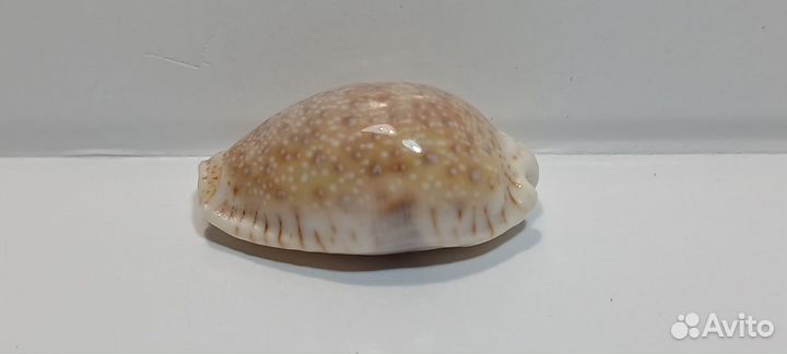 Ципрея Дракаена 3,50 морская ракушка раковина
