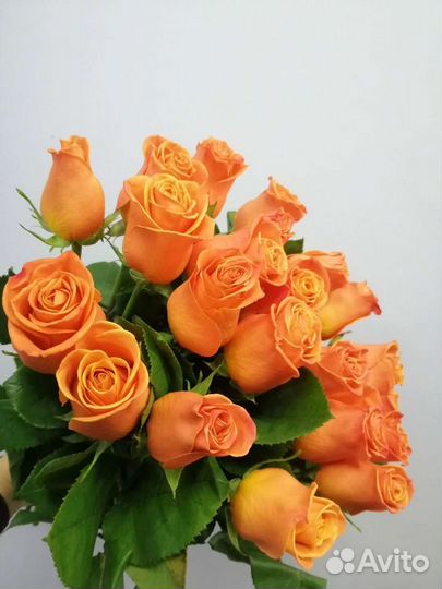 Роза цветы доставка цветов