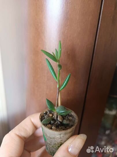 Адромискус разные сорта