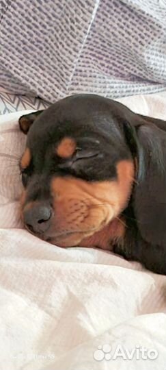 Карликовая такса щенки