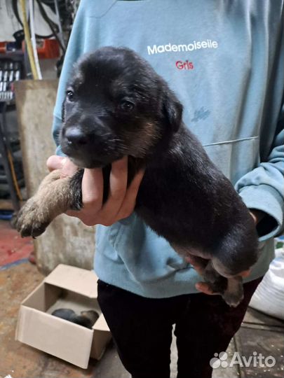 Милые девочки щенки в добрые руки