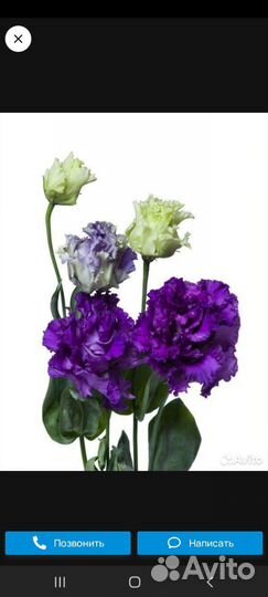 Эустома рассада