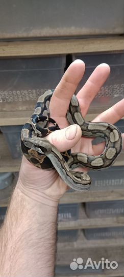 Императорский удав