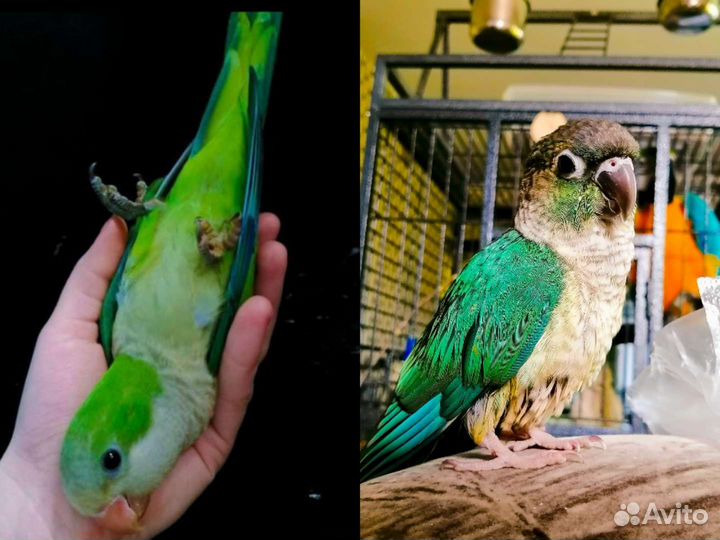 Попугай монах квакер, ожереловые(выкармыши)