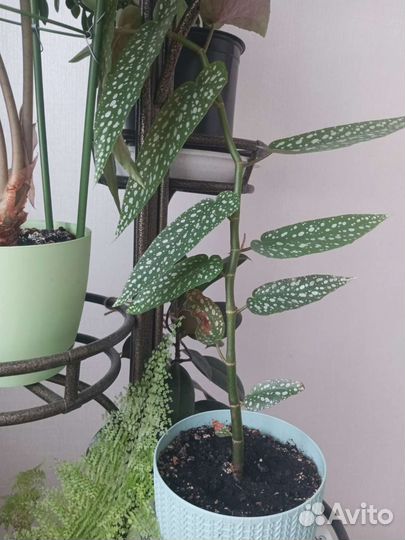 Коллекция домашних цветов