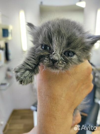 Кошечка в добрые руки