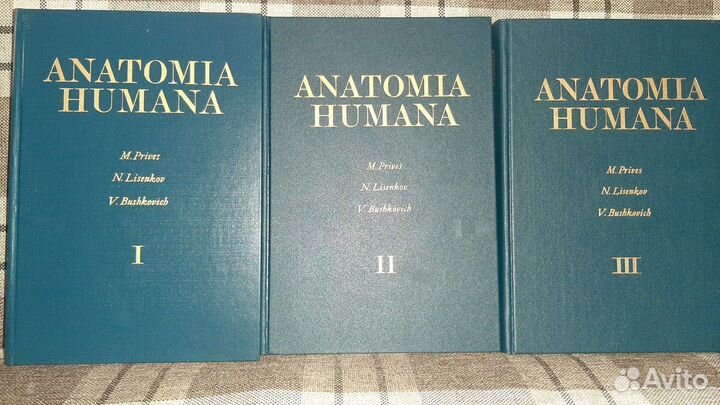 Анатомия человека