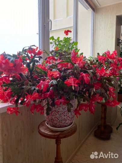 Декабристы