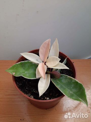 Хойя карноза кримсон квин