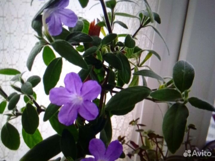 Комнатные цветы разные