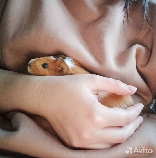 Морские свинки