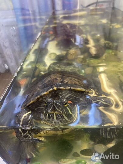 Продаются черепахи и аквариум