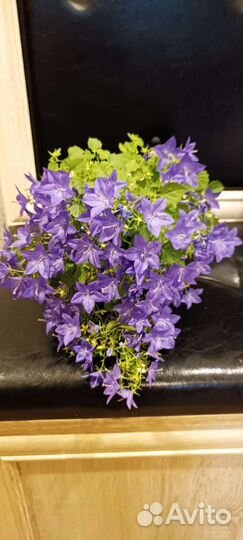 Кампанула (жених и невеста)