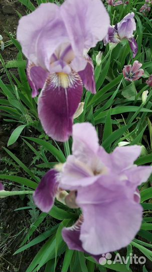 Ирисы