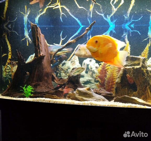 Цихлазомы вьехи