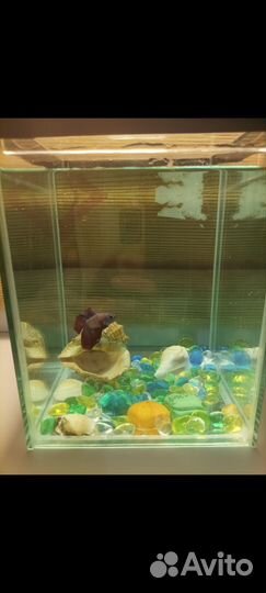 Аквариум с петушком