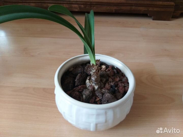 Комнатные растения Амариллис