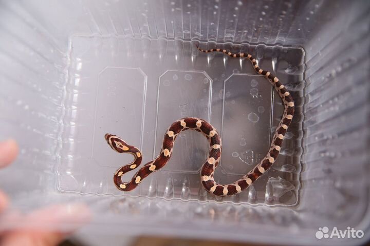 Змея для новичков. Маисовый полоз