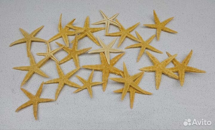 Звезды 5,1*8,2 морской сувенир подарок