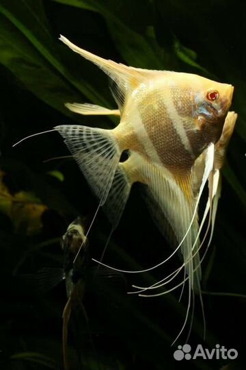 Передержка любых животных