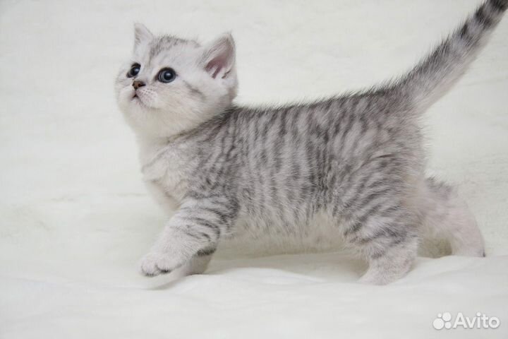 Шотладские котята