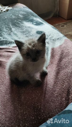 Котятки в добрые руки