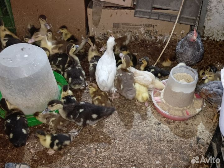 Утята подрощенные