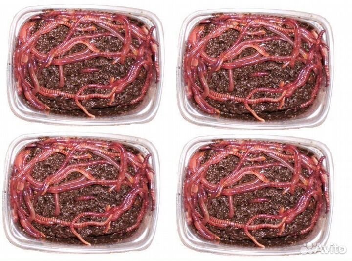 Черви для рыбалки