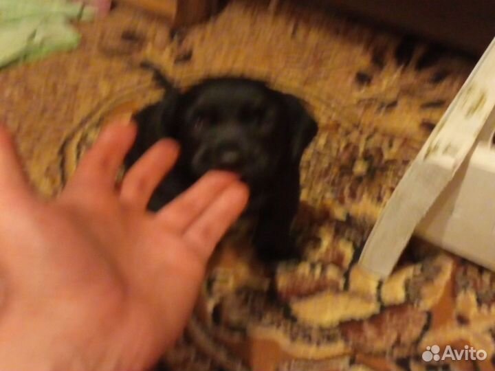 Щенки помесь таксы