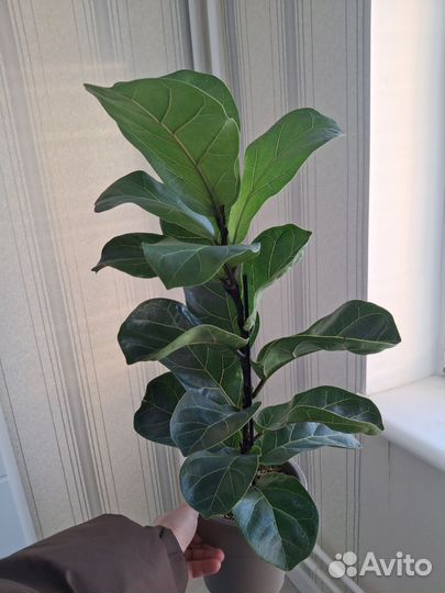 Фикус лирата