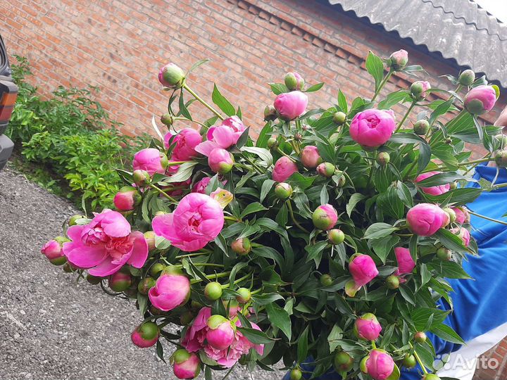 Розовые пионы