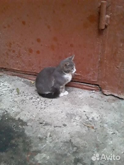 Ситуация SOS В центре Тулы живут котята-бездомыши