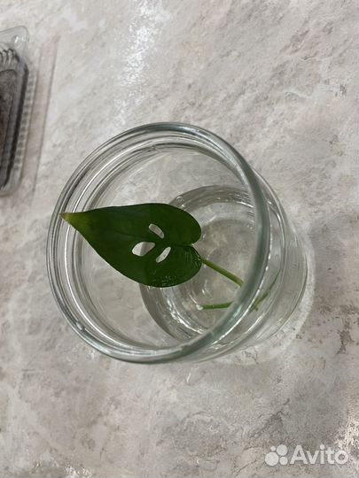 Монстеры. Хавортия