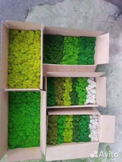 Мох стабилизированный