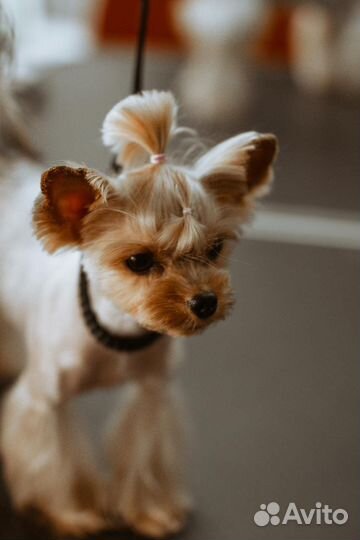 Груминг. Стрижка кошек и собак