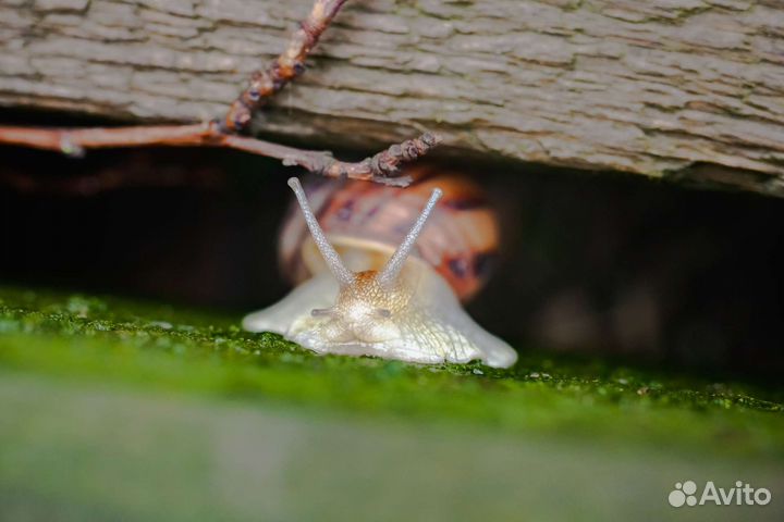 Макрокольца м42