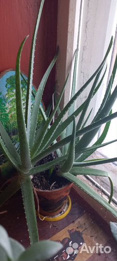 Алое вера растение