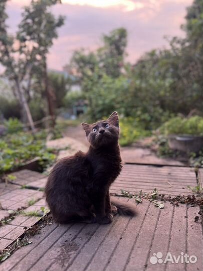 Отдадим котика