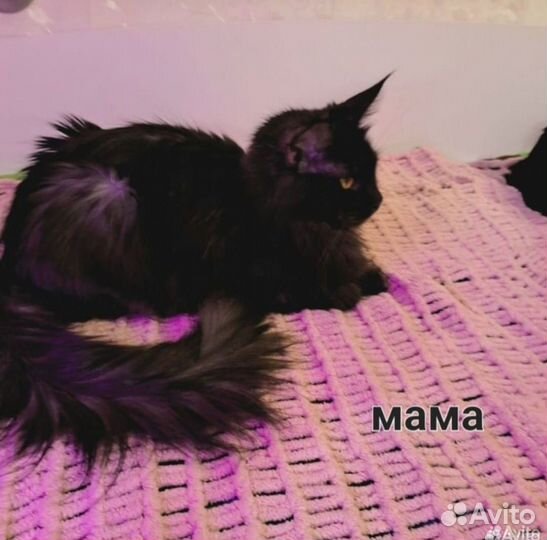 Котята мейн-кун