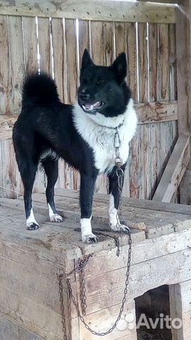 Котята в добрые руки. Щенки сиба ину 3 недели. Щенок цветной болонки 2 месяца. Щенков хороший породы отдам даром. Авито собаки.