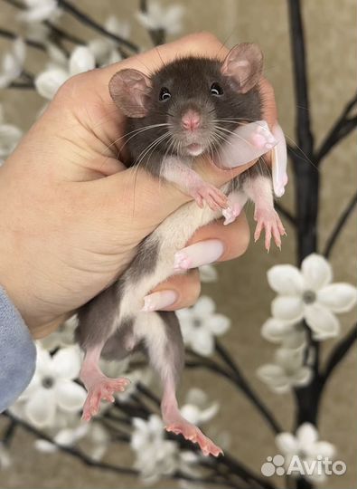 Декоративная крыса дамбо. Крысы дамбо. Крысята