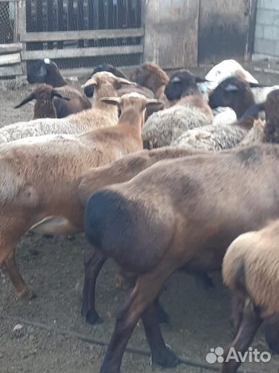 Курдючные бараны овцы