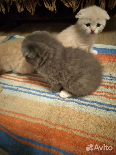 Очаровательные шотландики